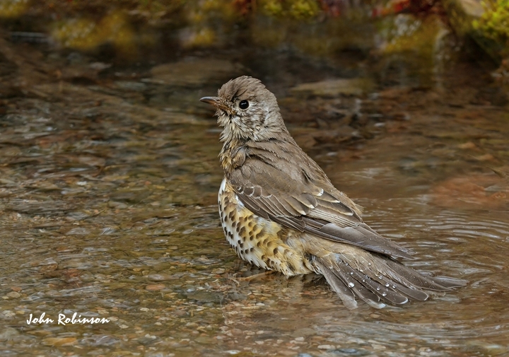 Puddle days again !