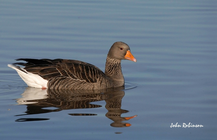 Greylag