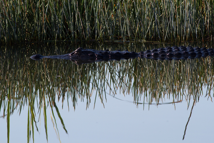 The Alligator and the Grebe (4 unprocessed images - not sad)