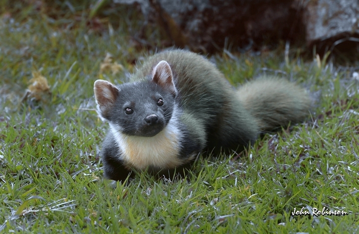 Pine Marten