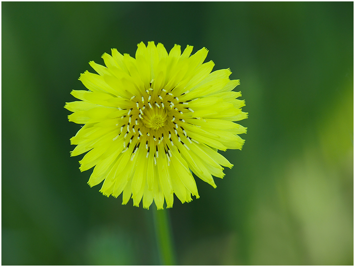 I.D. of a yard weed