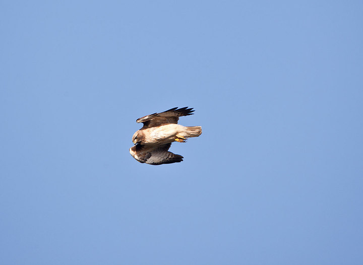 bird ID request