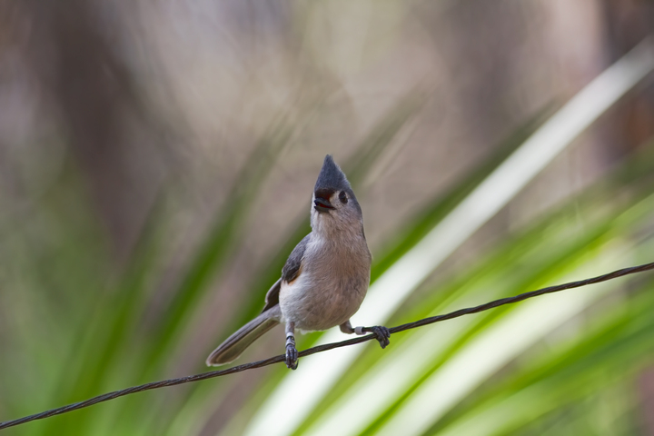 Tufted Titmouse