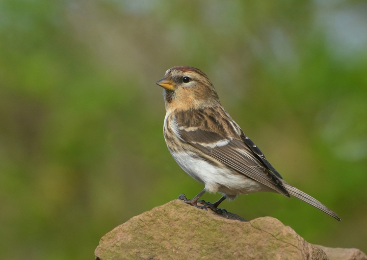 Redpoll