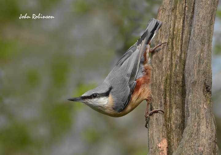 Nuthatch