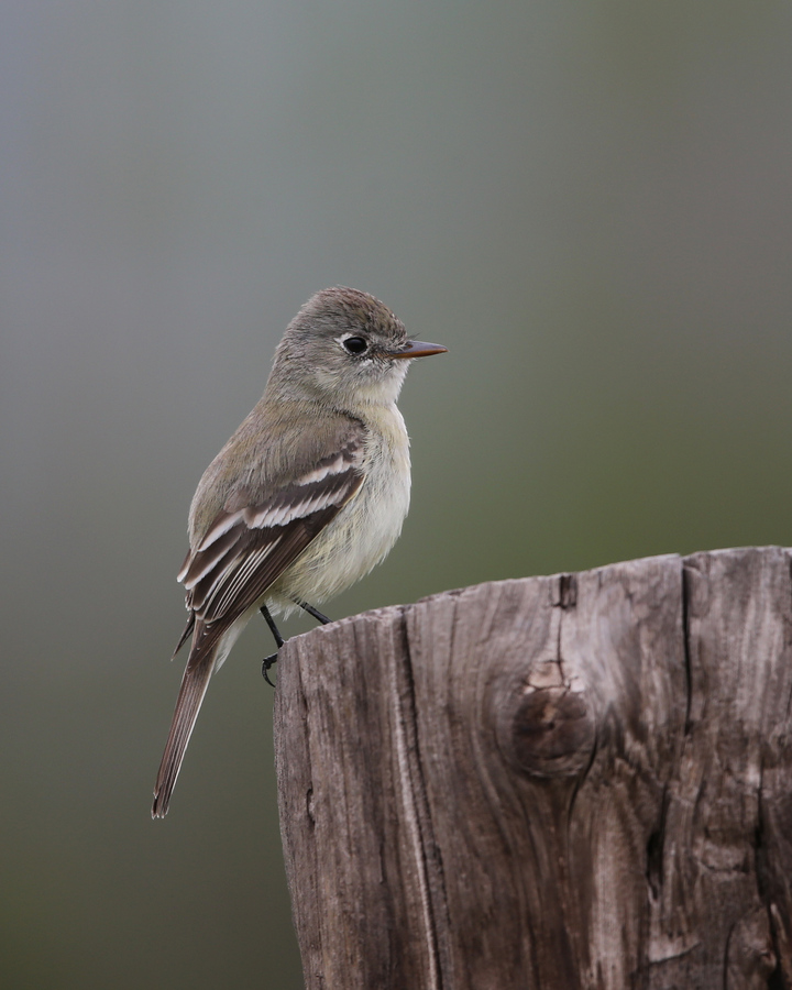 ID Help - Empidonax Flycatcher