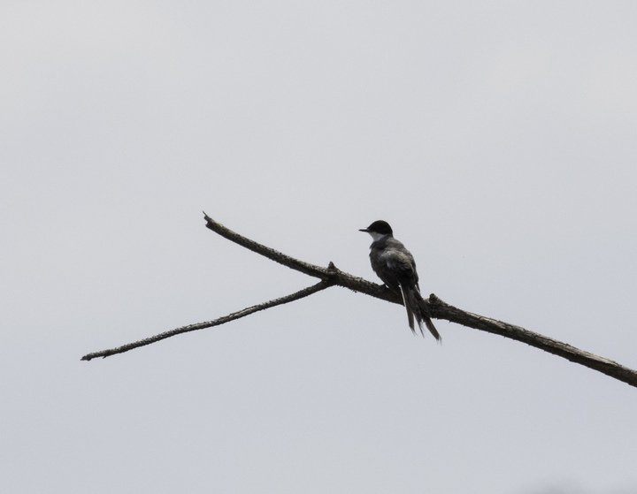 Fork-tailed Flycatcher (from very far away)