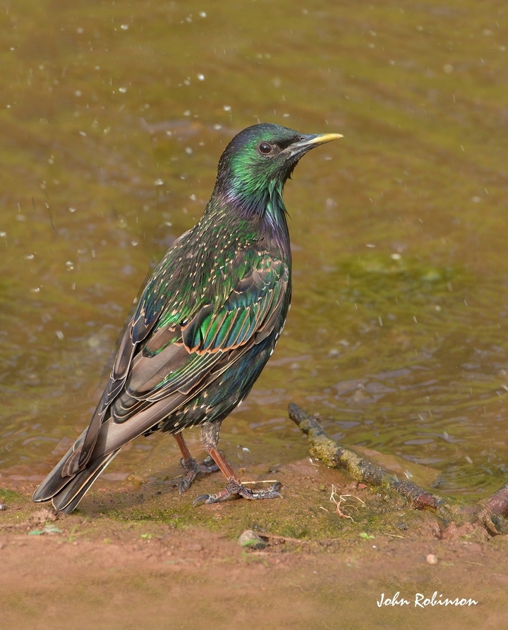 Starling