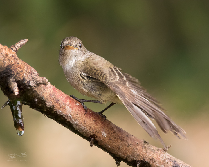 Diving Flycatcher
