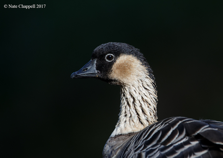 Bird Photography on the Big Island of Hawaii 