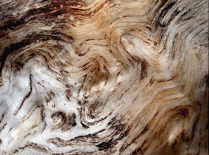 drift wood