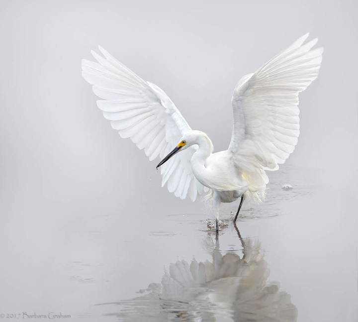 The Peace of Wild Things