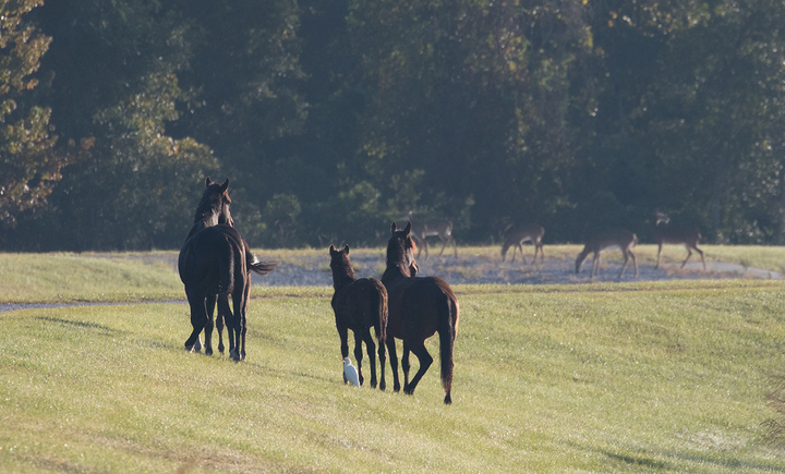 Wild horses, a cattle egret, and deer