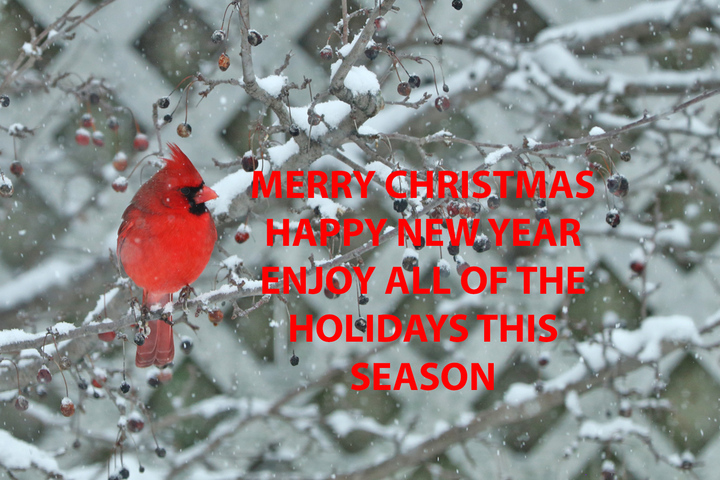 Holiday wish