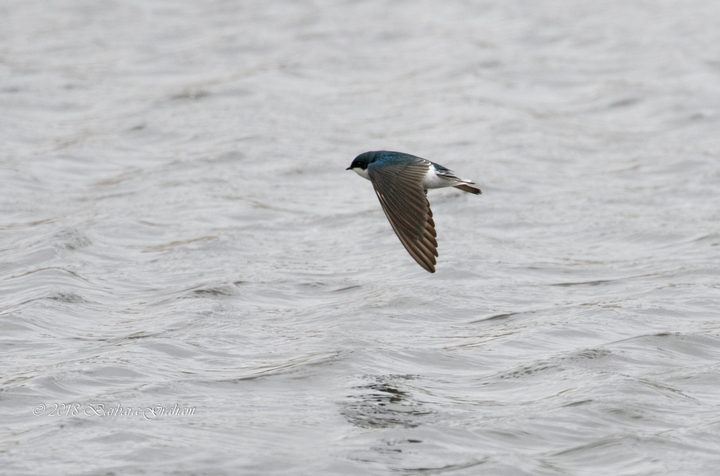Tree Swallow over water