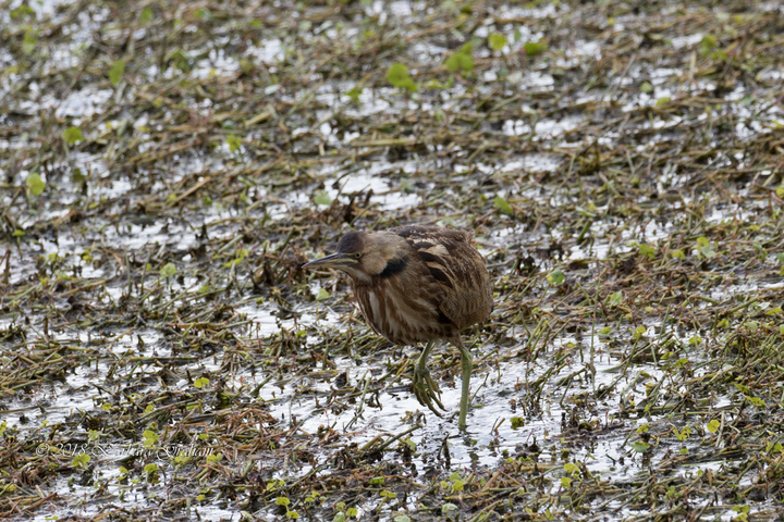 American Bittern totally in the open