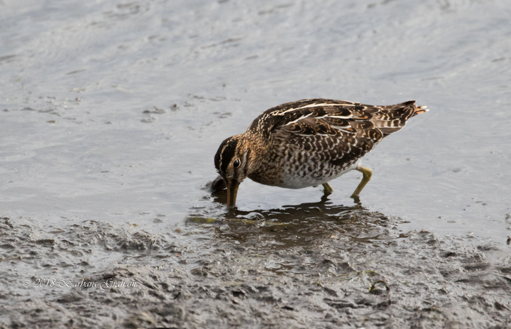Wilson's Snipe