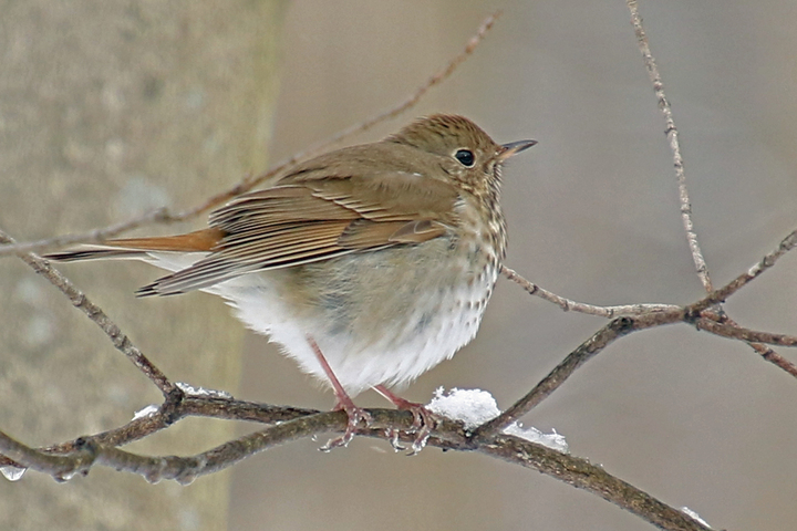Winter wren?  ID help