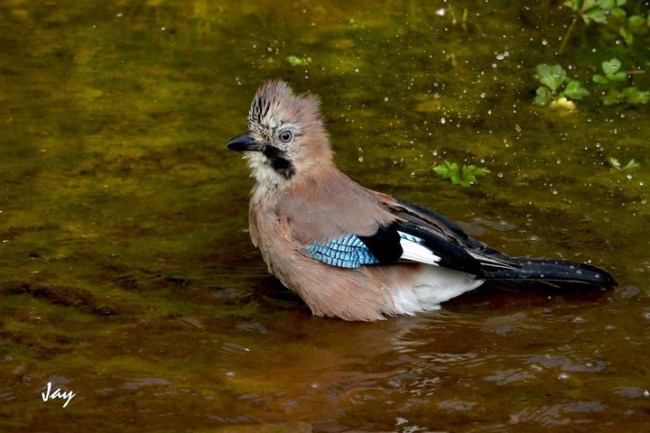 Jay
