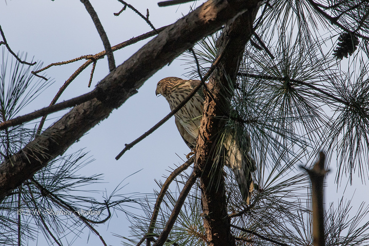 Sharing Hawks in Words with one Photo