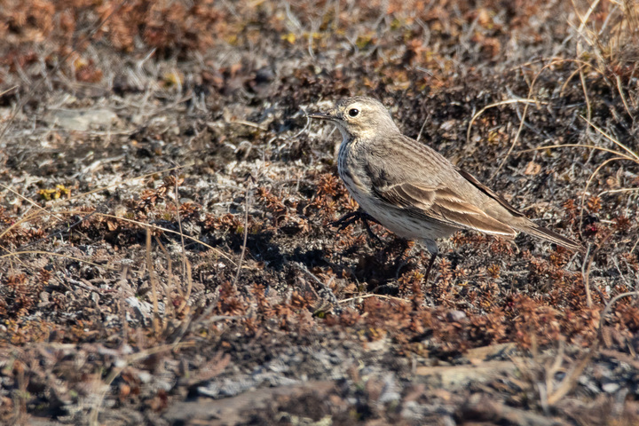 Nome Bird ID Help