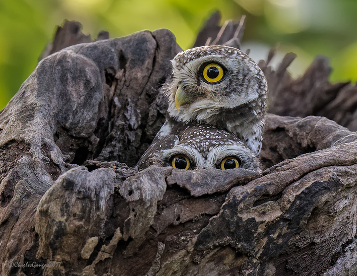 Thailand Bird and Wildlife Photo Tour, Nov 2018
