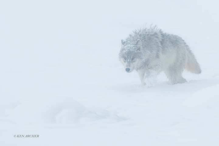 Yellowstone, Magic of Winter  