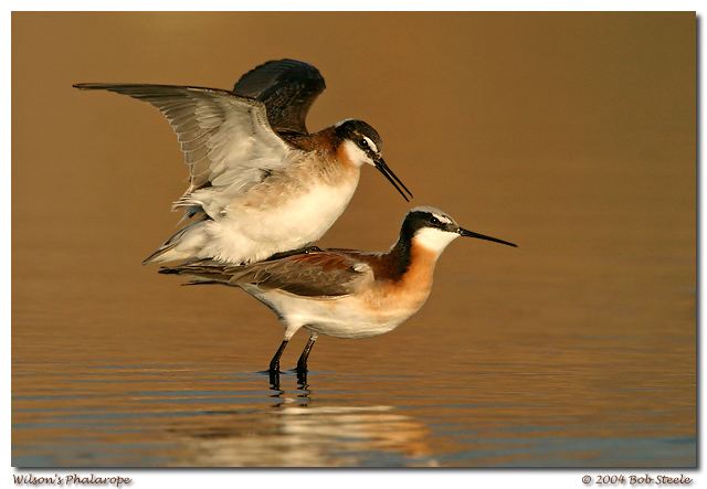 Wilson's Phalaropes