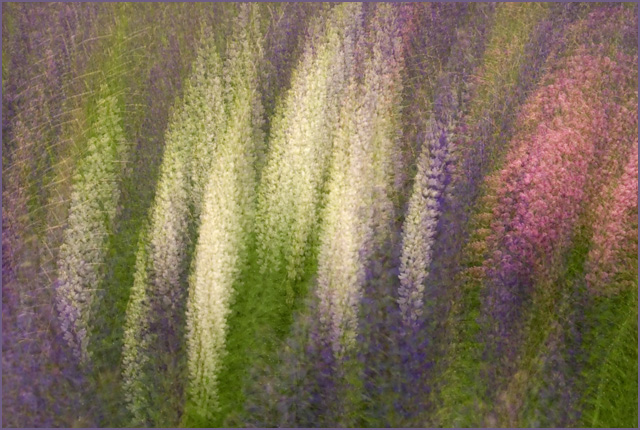 Lupine Abstract