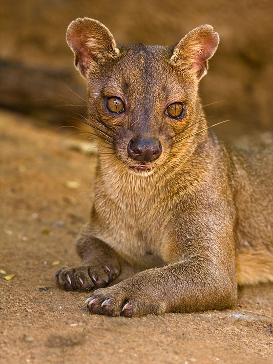 Fossa
