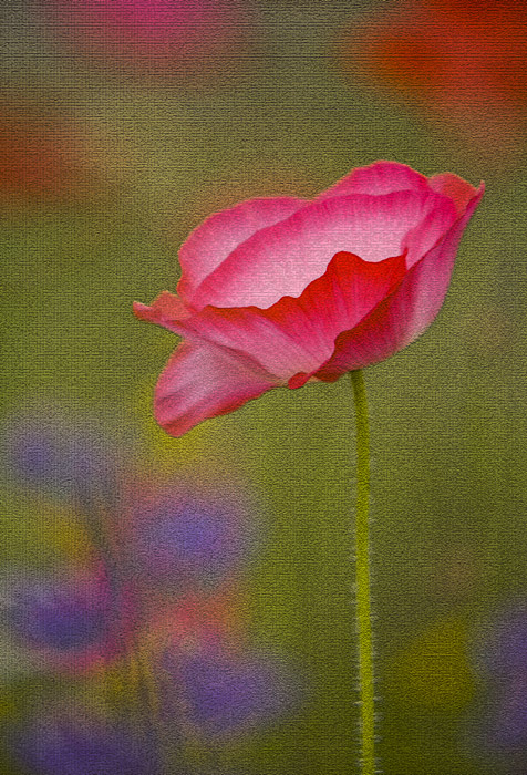 Poppy Love Art