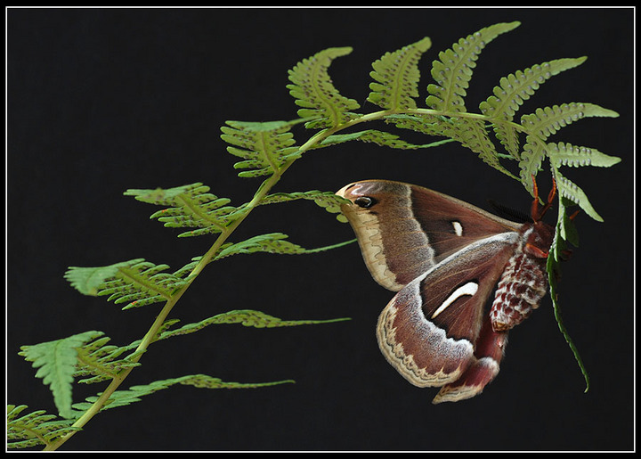 Ceanothus silkmoth (Hyalophora euryalus), male