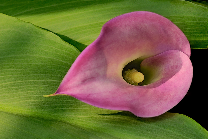 The little double of the calla