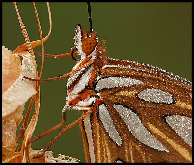 Gulf Fritillary