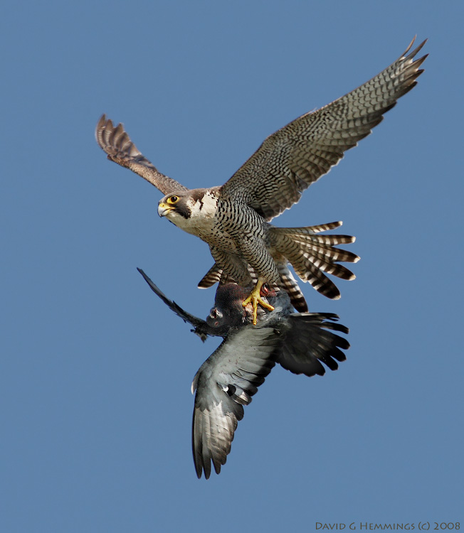 Peregrine Falcon with prey