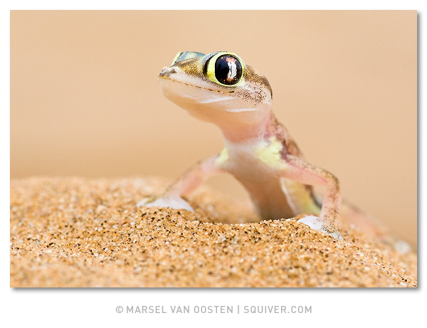 Web-footed gecko