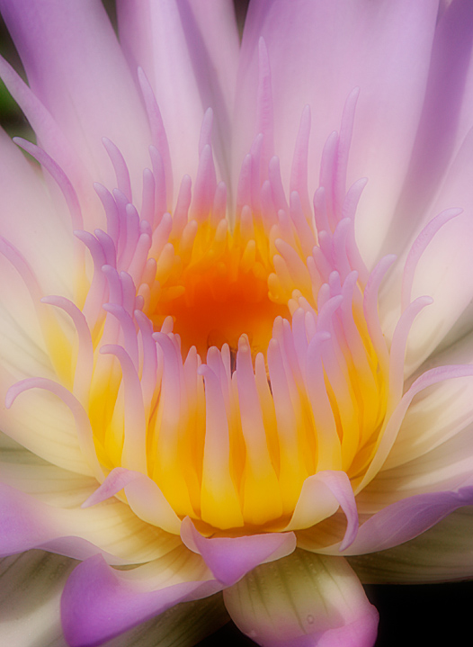  Water Lily Closeup