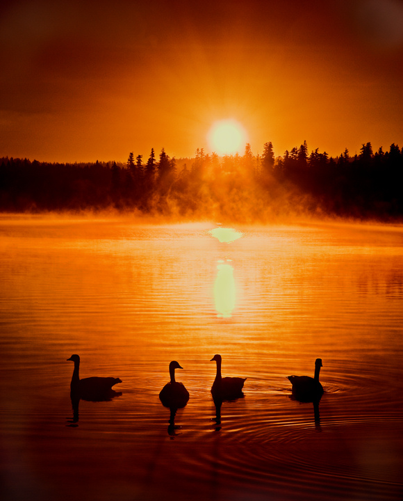 Dawn Dreams