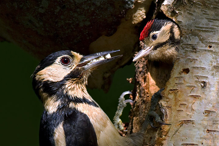 GS Woodpecker feeding chick