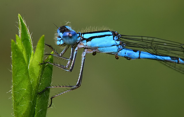 Blue Damselfly