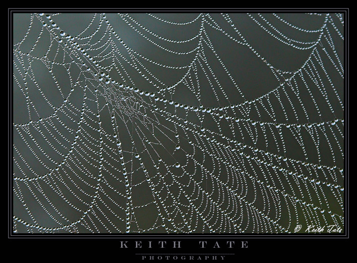 Jeweled Web