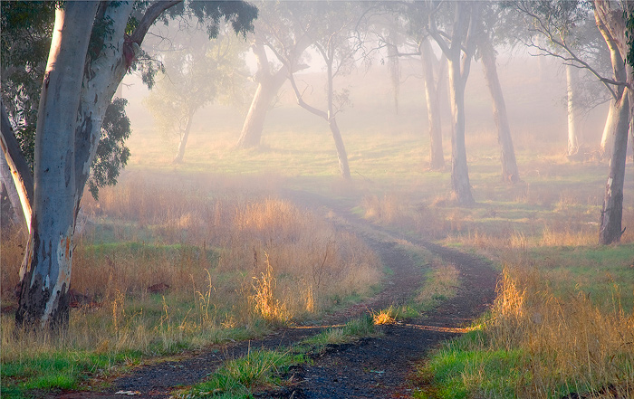 Into the Mist