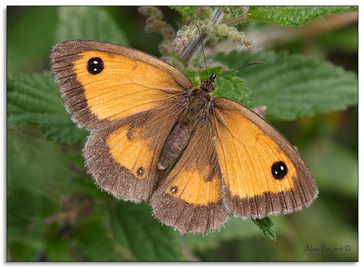 Gatekeeper on the stingers