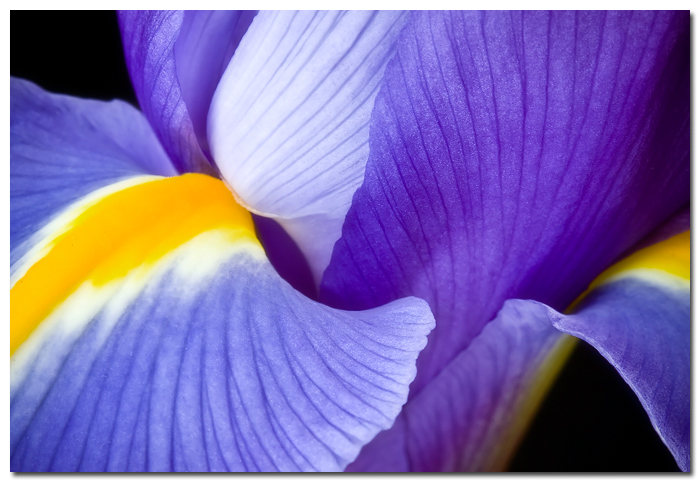 Iris Abstract