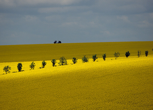 Rape field