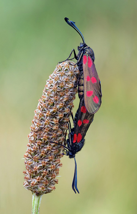 Pair of Burnet Moths