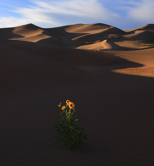 The Last Sunflower...(w many crops!)