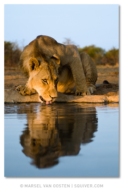 The King Is Thirsty