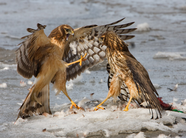 Northern Harriers 2