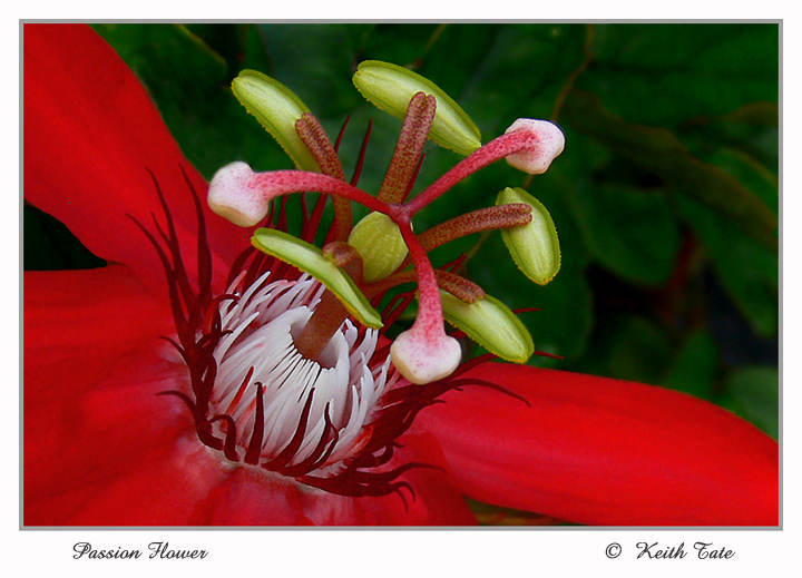Passion Detail